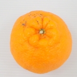 国産 デコポン（不知火） １個