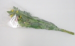 生花(中) １束